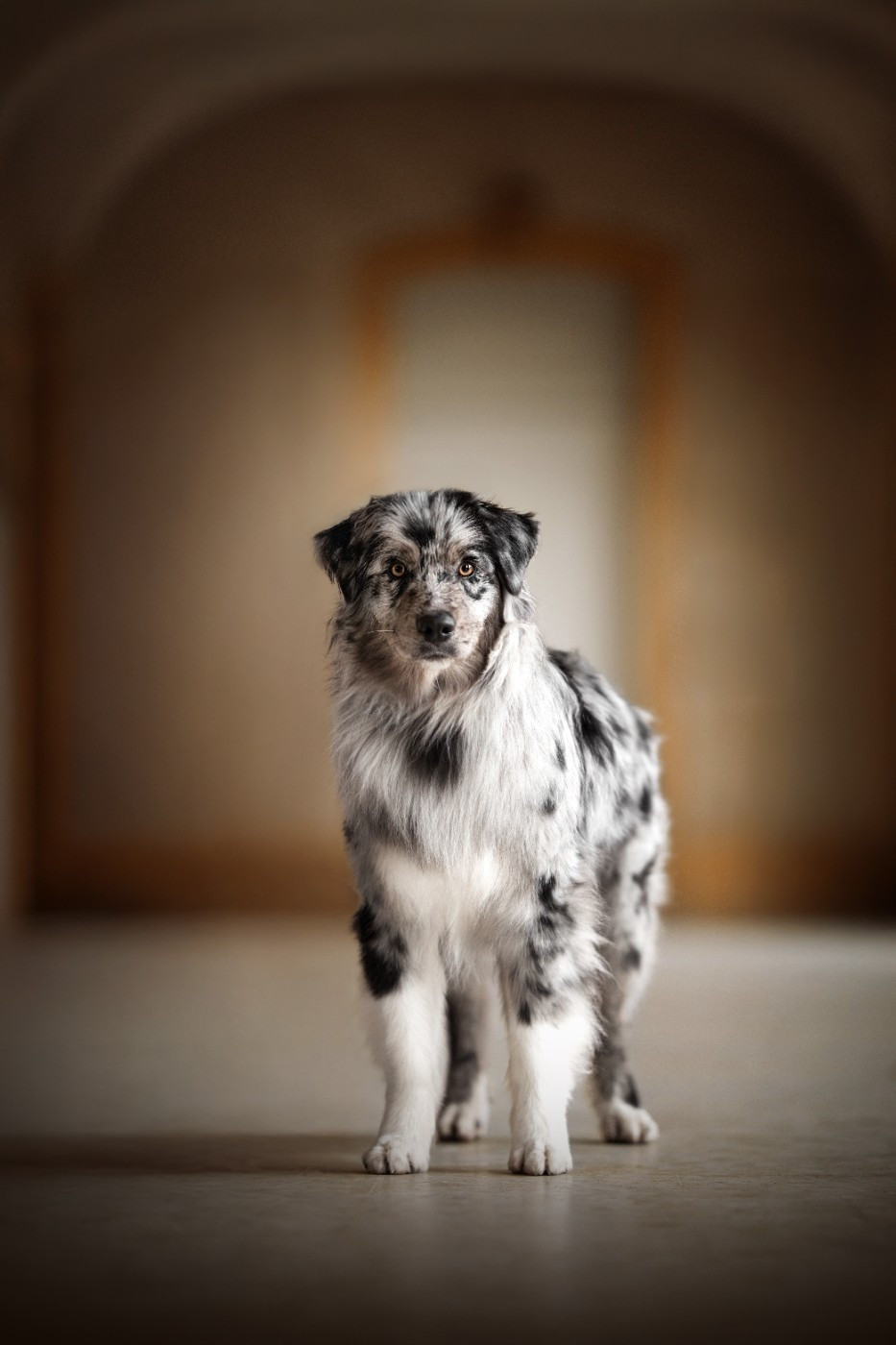 Rock' N' Rose Of Salsa's Stars