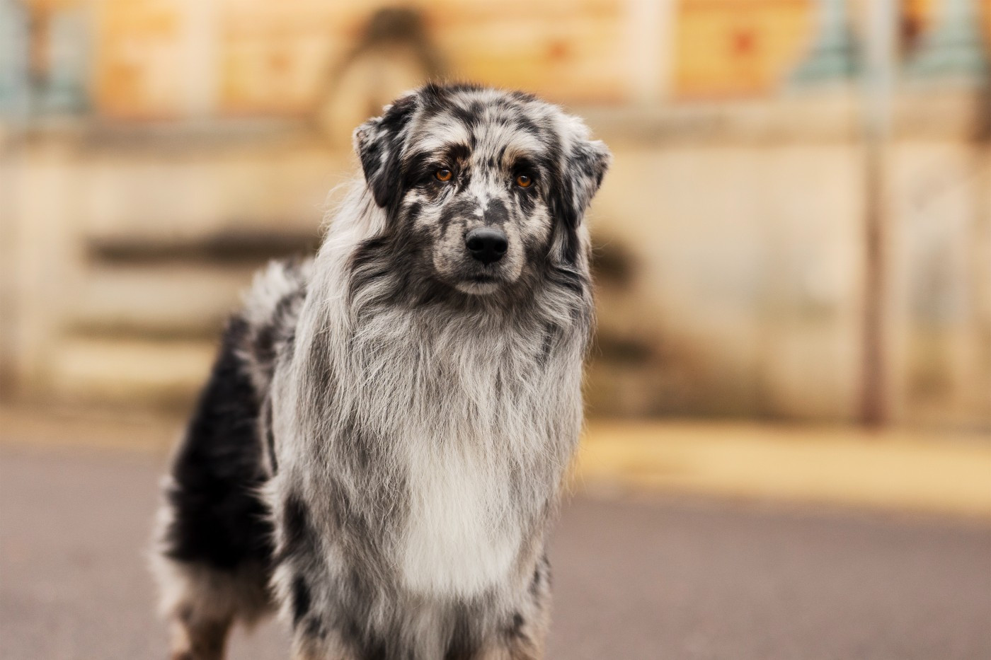 The Sweet Escape Of Salsa's Stars