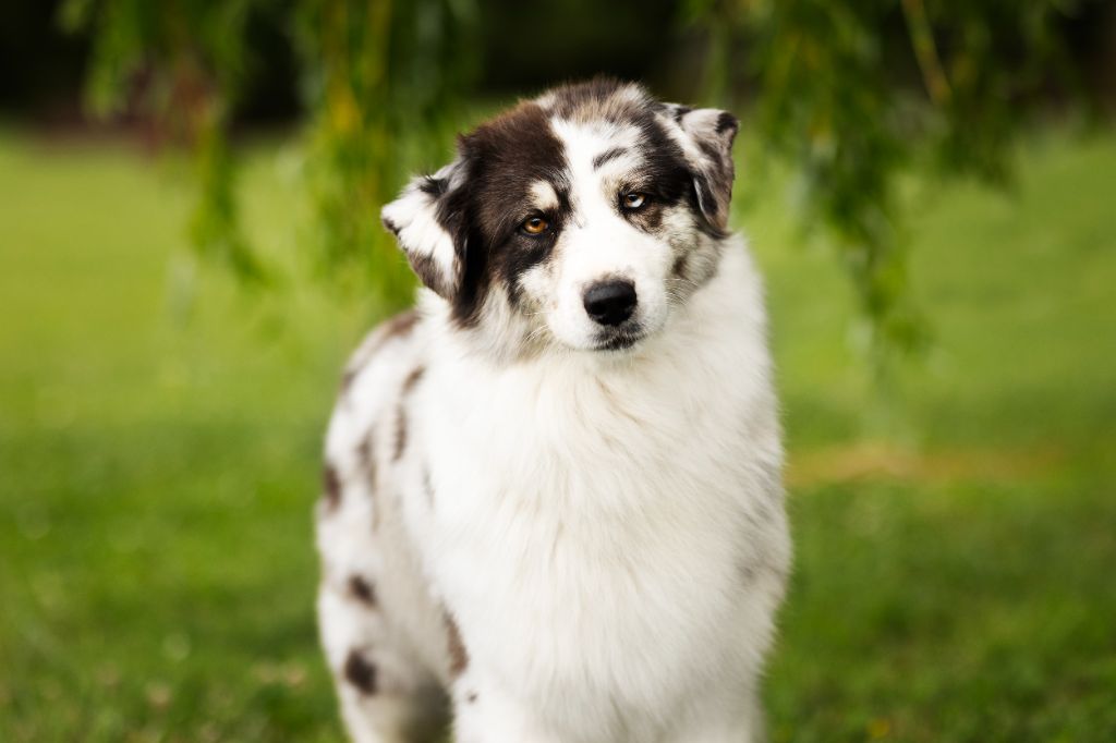 Tcha tcha Of Salsa's Stars