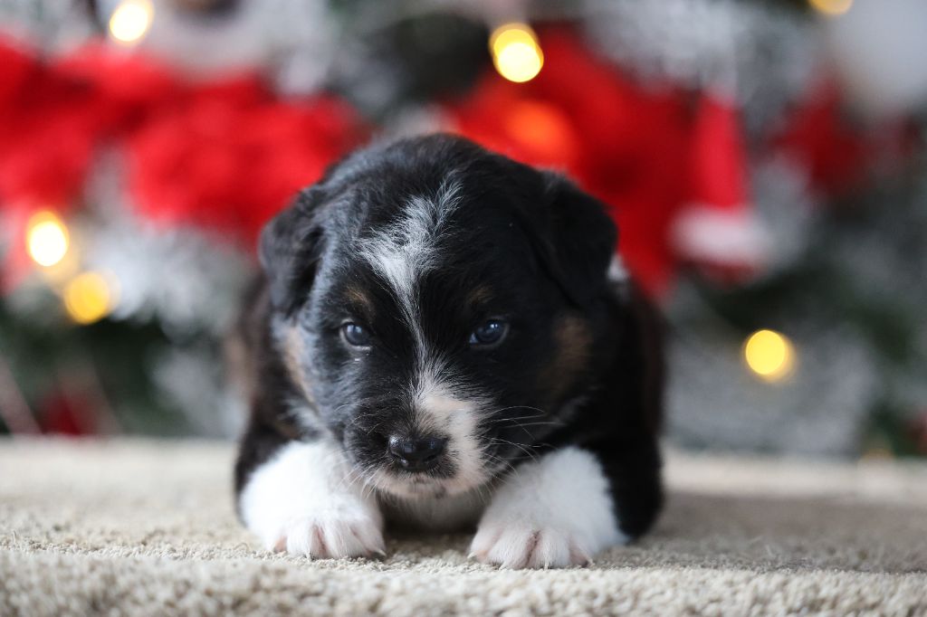 Of Salsa's Stars - Chiots disponibles - Berger Australien