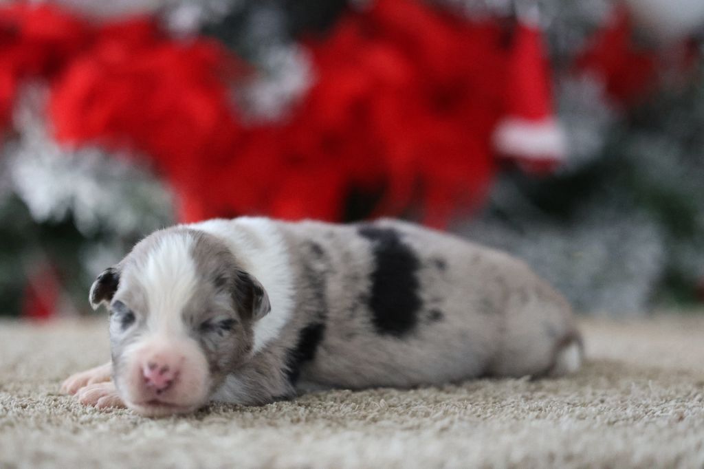 Of Salsa's Stars - Chiots disponibles - Berger Australien