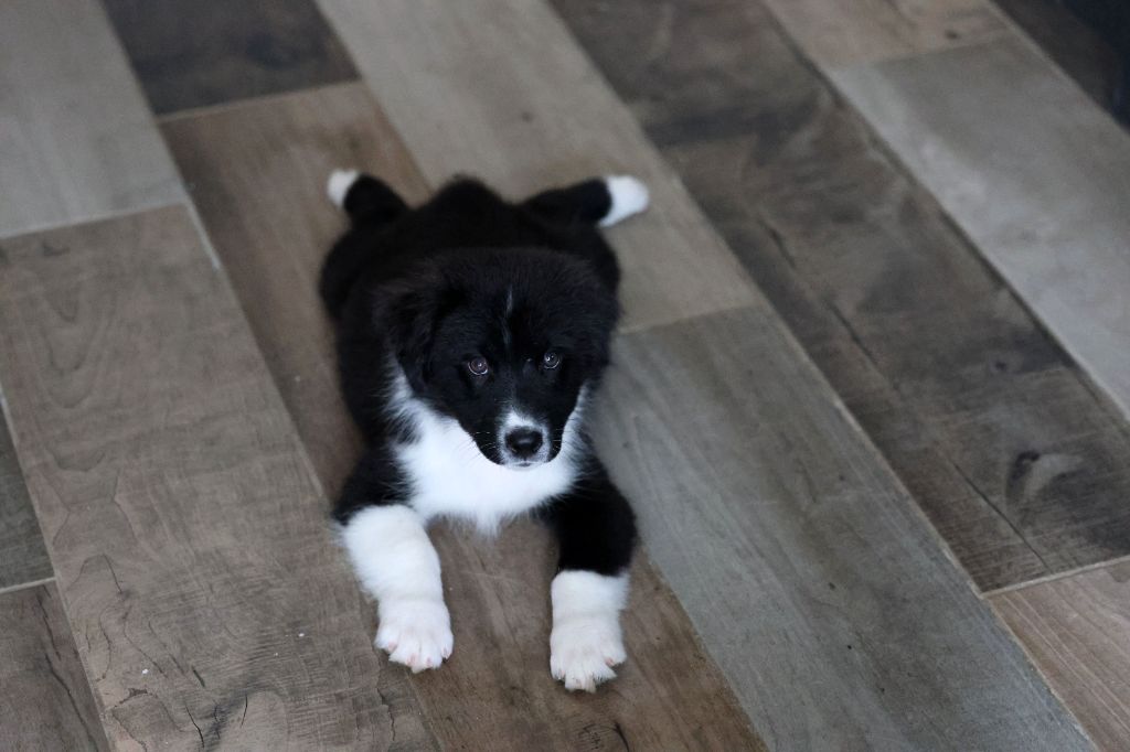 Of Salsa's Stars - Chiots disponibles - Berger Australien