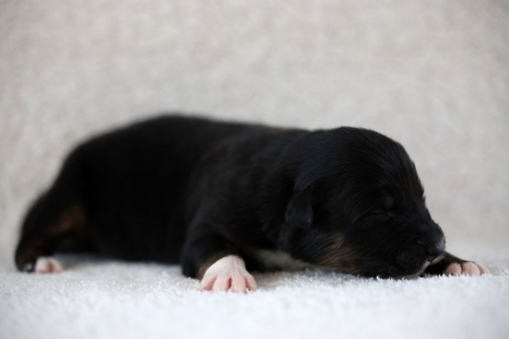 Of Salsa's Stars - Chiots disponibles - Berger Australien