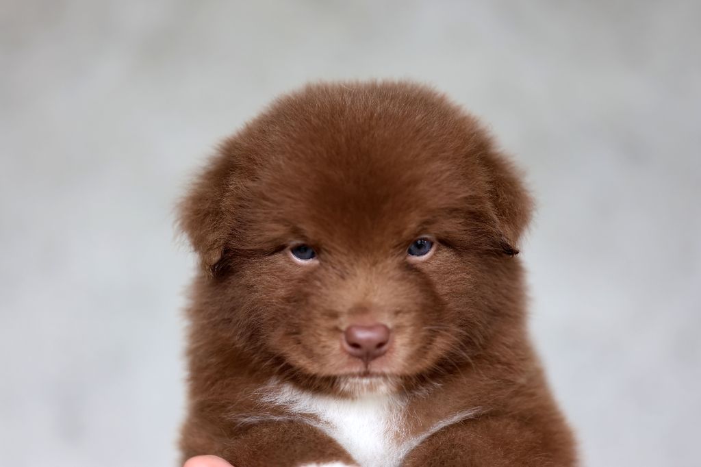 Of Salsa's Stars - Chiots disponibles - Berger Australien