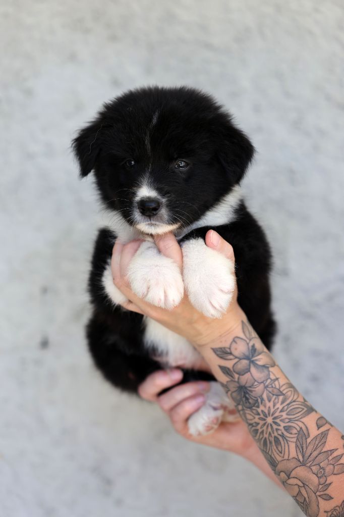 Of Salsa's Stars - Chiots disponibles - Berger Australien