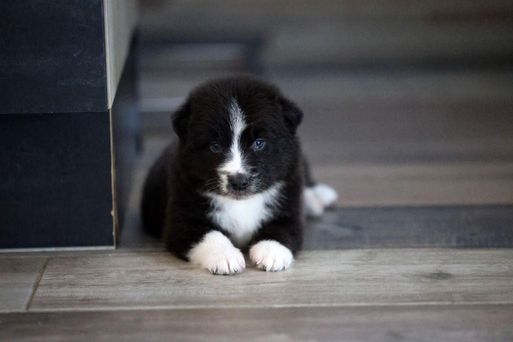 Of Salsa's Stars - Chiots disponibles - Berger Australien