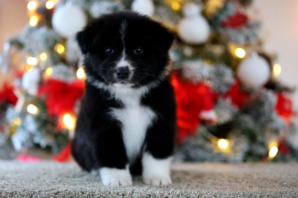 Of Salsa's Stars - Chiots disponibles - Berger Australien