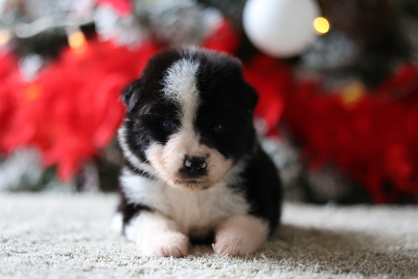 Of Salsa's Stars - Chiots disponibles - Berger Australien