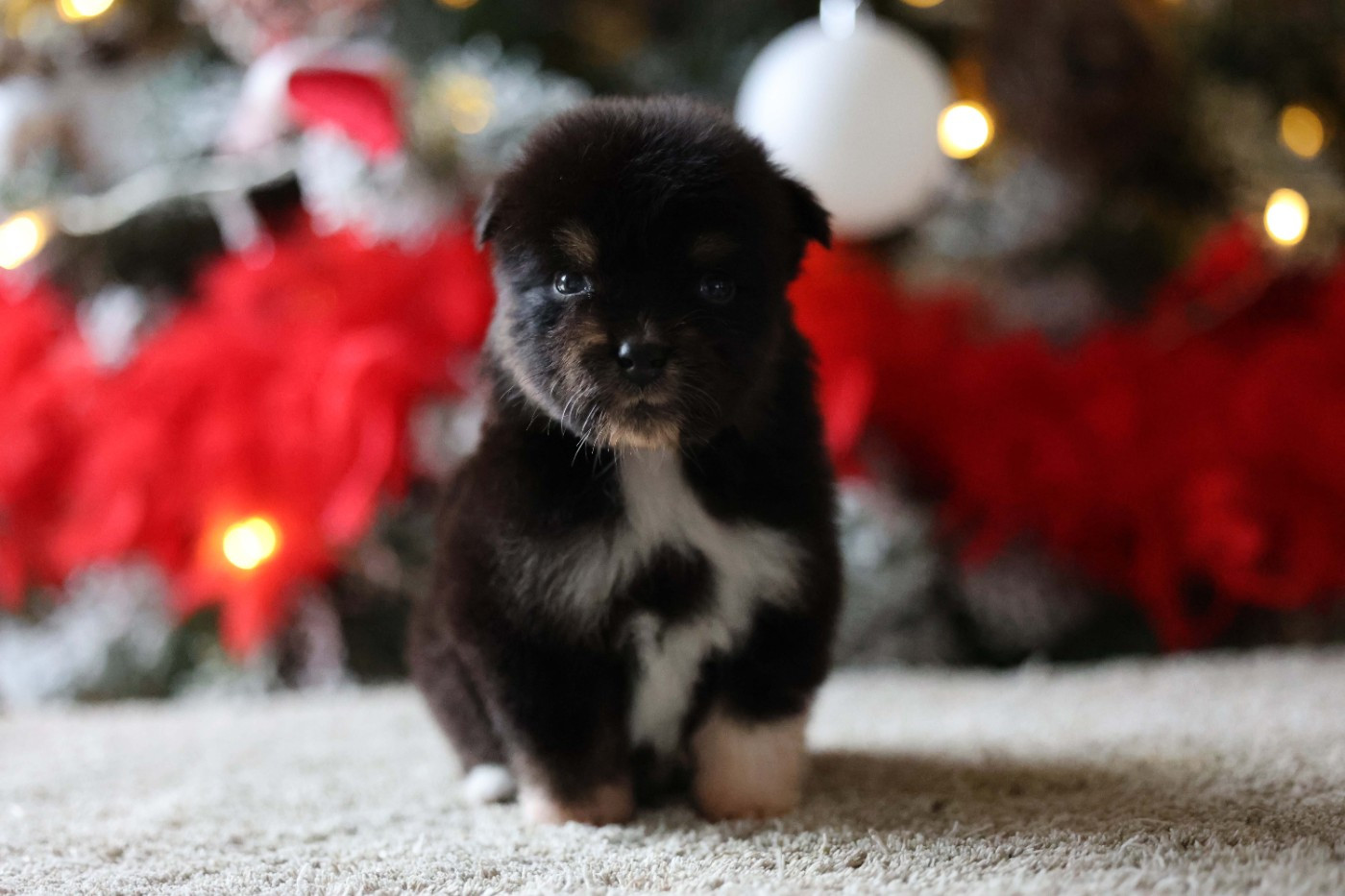 Of Salsa's Stars - Chiots disponibles - Berger Australien