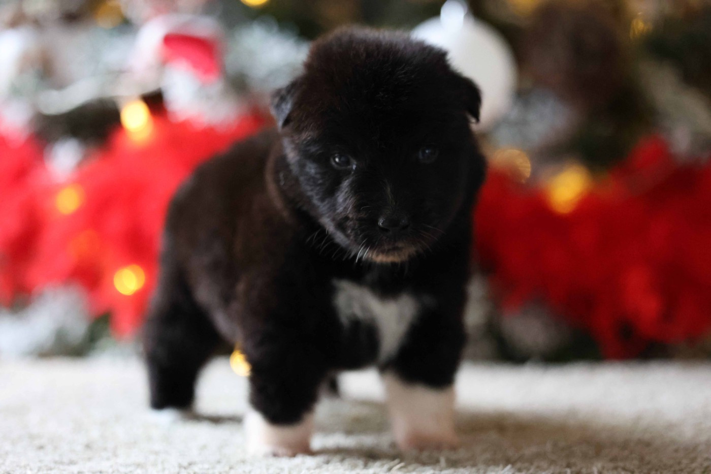 Of Salsa's Stars - Chiots disponibles - Berger Australien