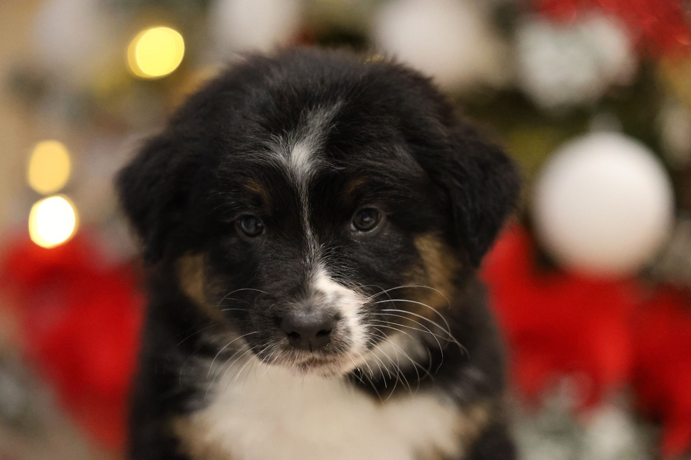 Of Salsa's Stars - Chiots disponibles - Berger Australien