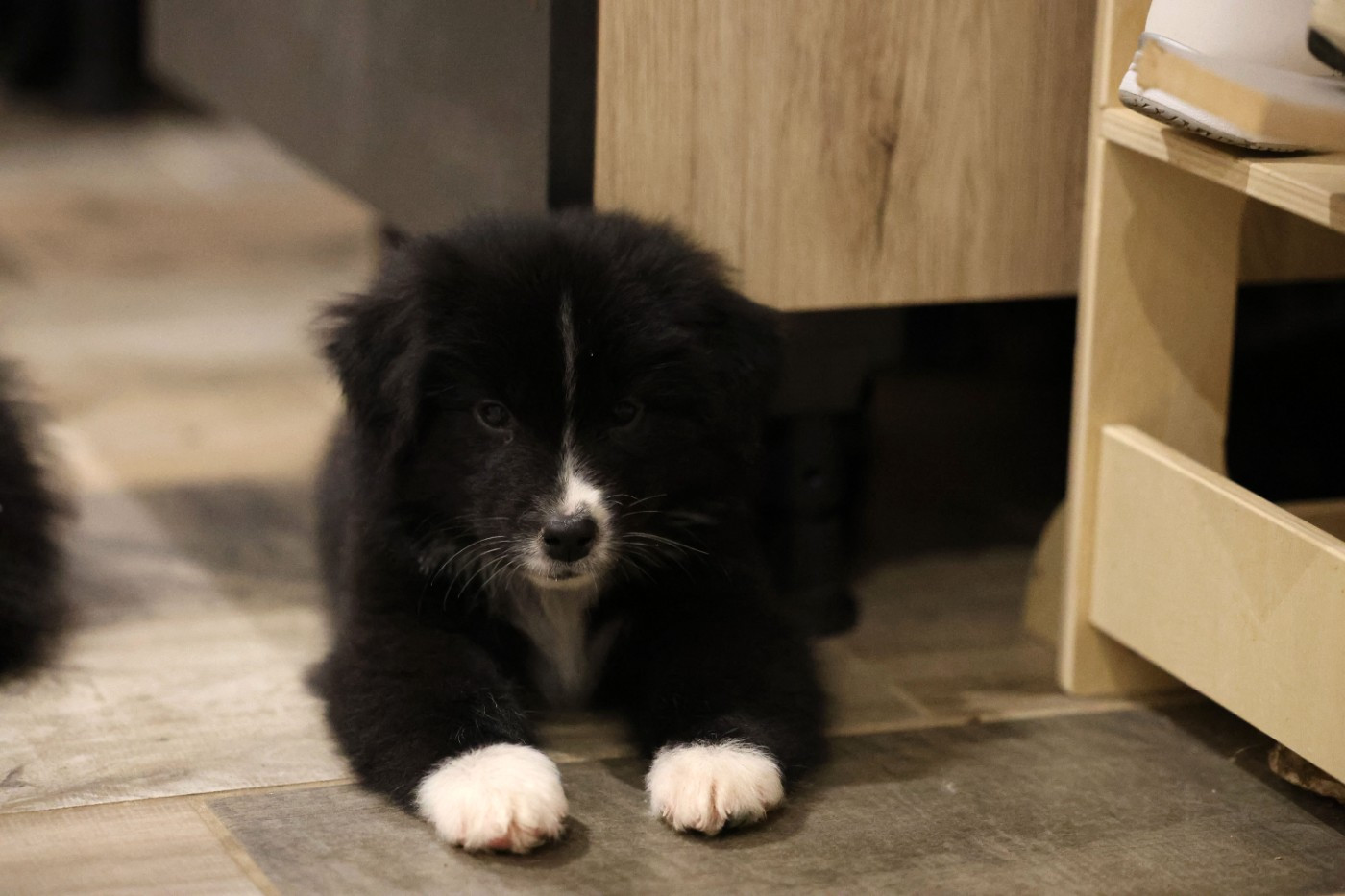 Of Salsa's Stars - Chiots disponibles - Berger Australien