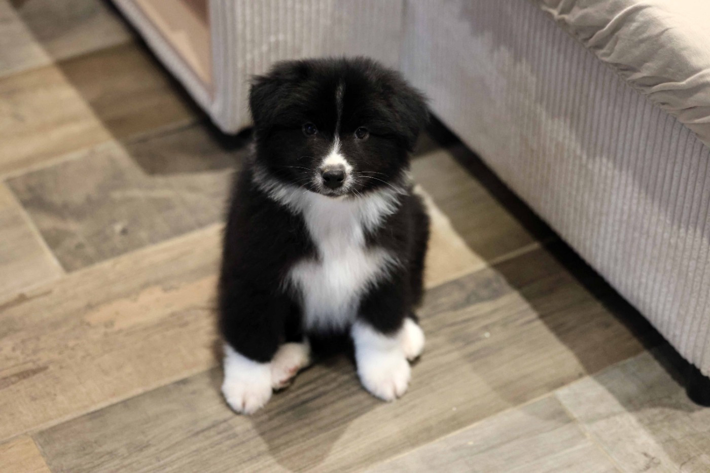 Of Salsa's Stars - Chiots disponibles - Berger Australien