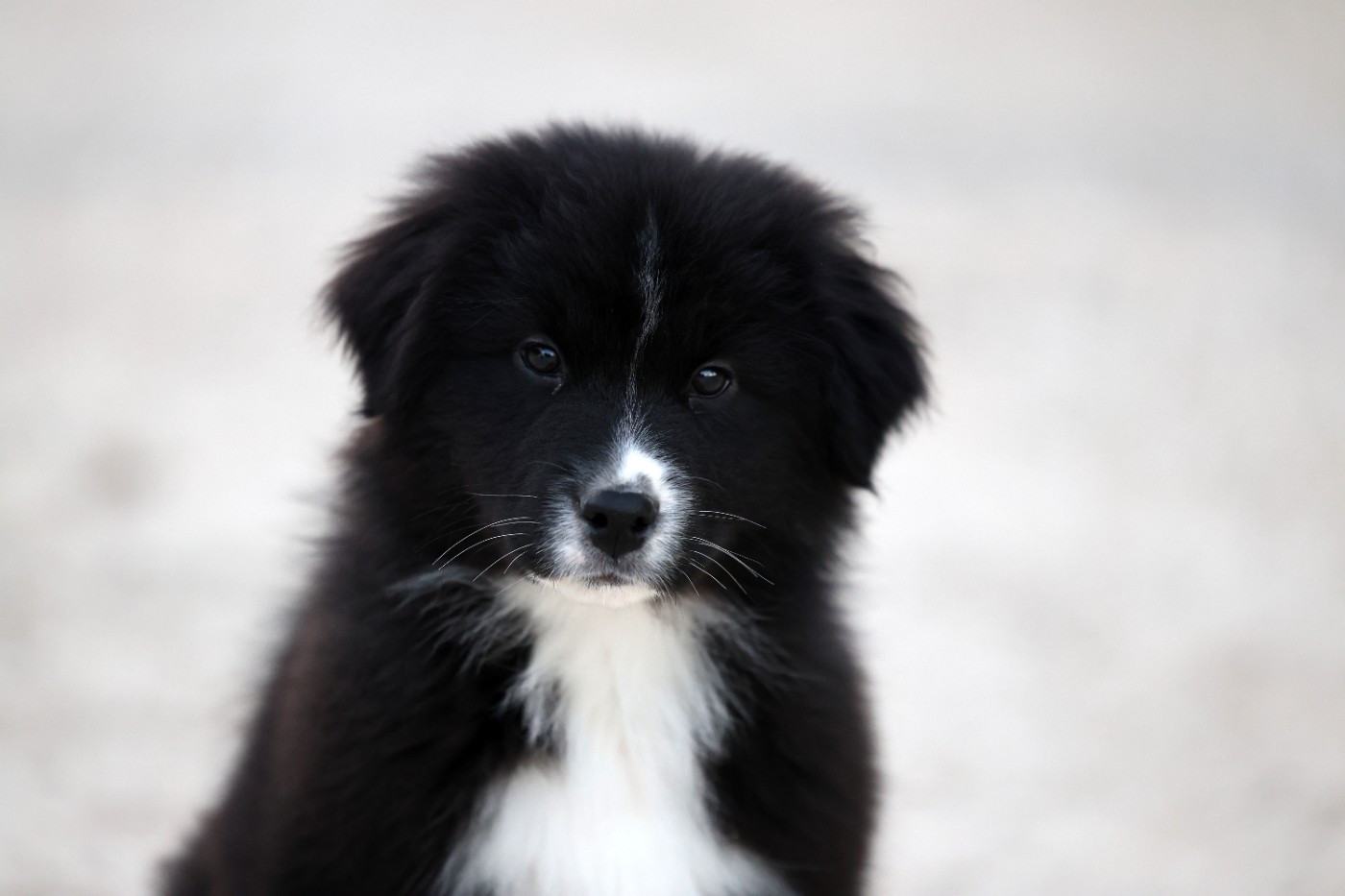 Of Salsa's Stars - Chiots disponibles - Berger Australien