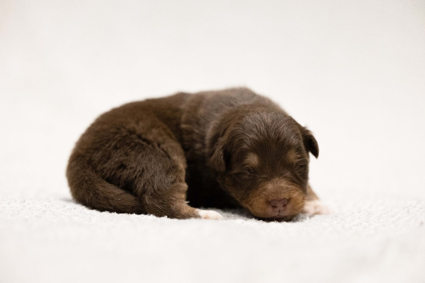 Of Salsa's Stars - Chiots disponibles - Berger Australien