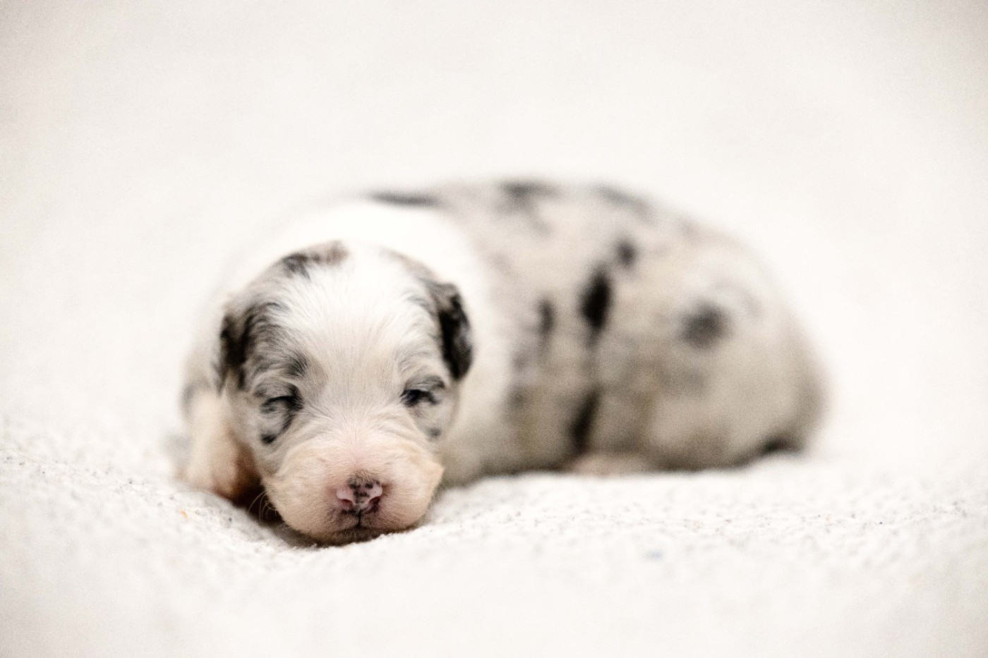 Of Salsa's Stars - Chiots disponibles - Berger Australien