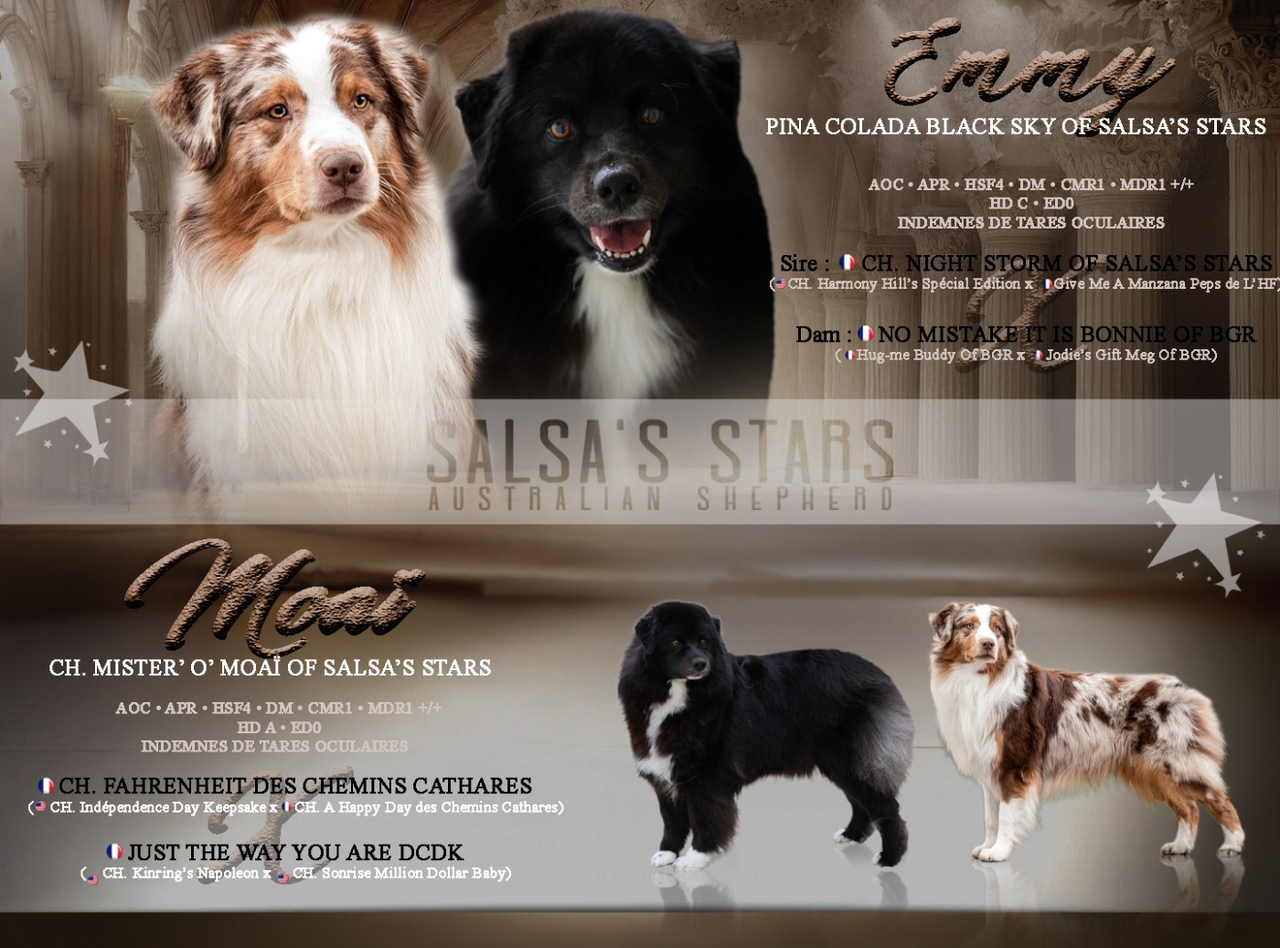 Chiot Berger Australien Of Salsa's Stars
