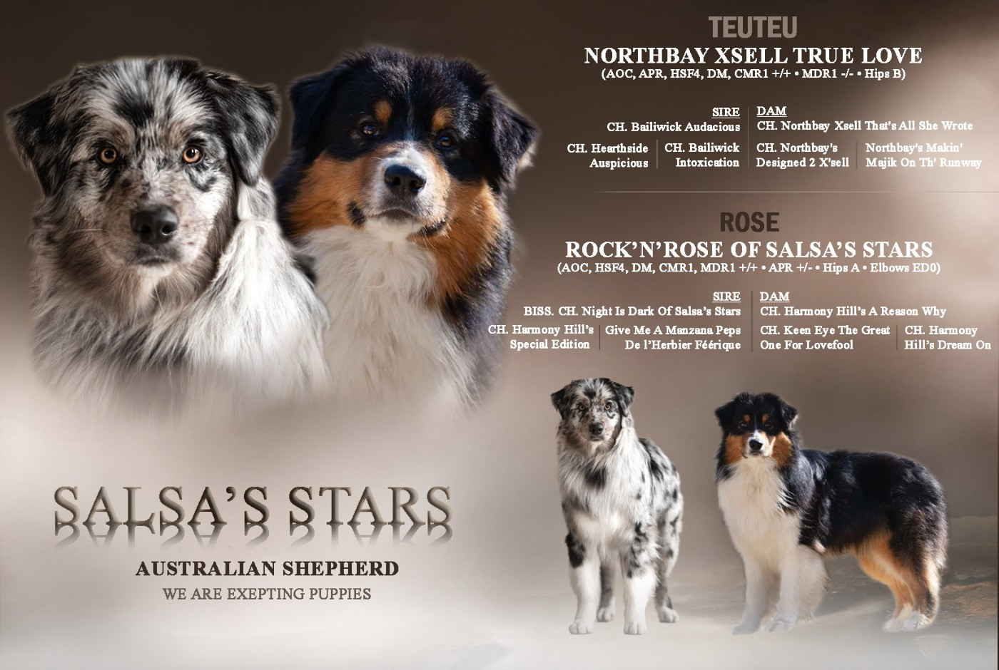 Chiot Berger Australien Of Salsa's Stars