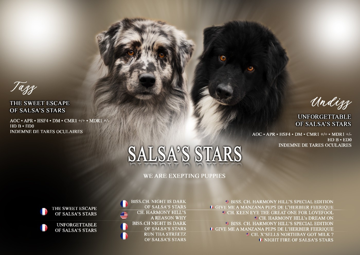 Chiot Berger Australien Of Salsa's Stars