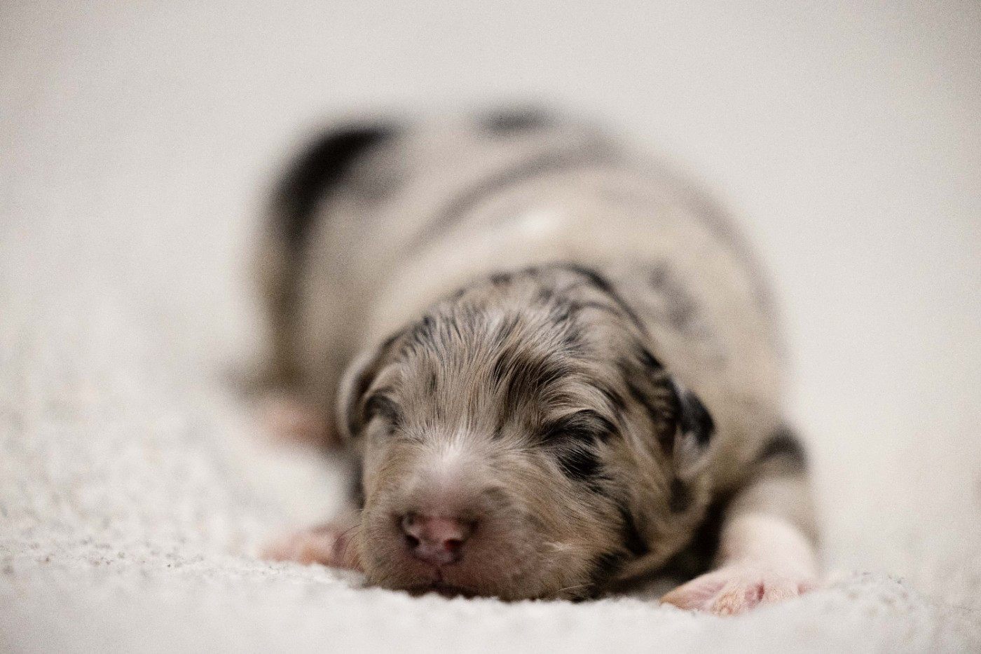 Of Salsa's Stars - Chiots disponibles - Berger Australien