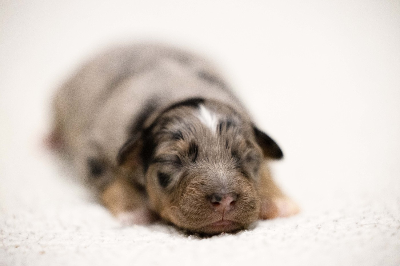 Of Salsa's Stars - Chiots disponibles - Berger Australien