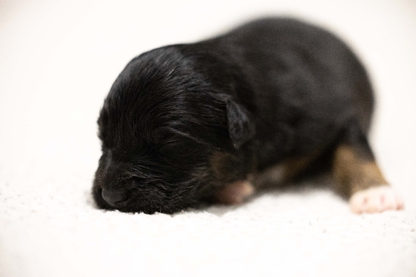 Of Salsa's Stars - Chiots disponibles - Berger Australien