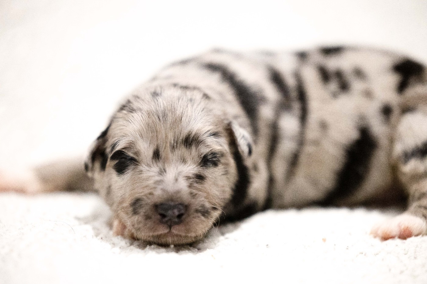 Of Salsa's Stars - Chiots disponibles - Berger Australien