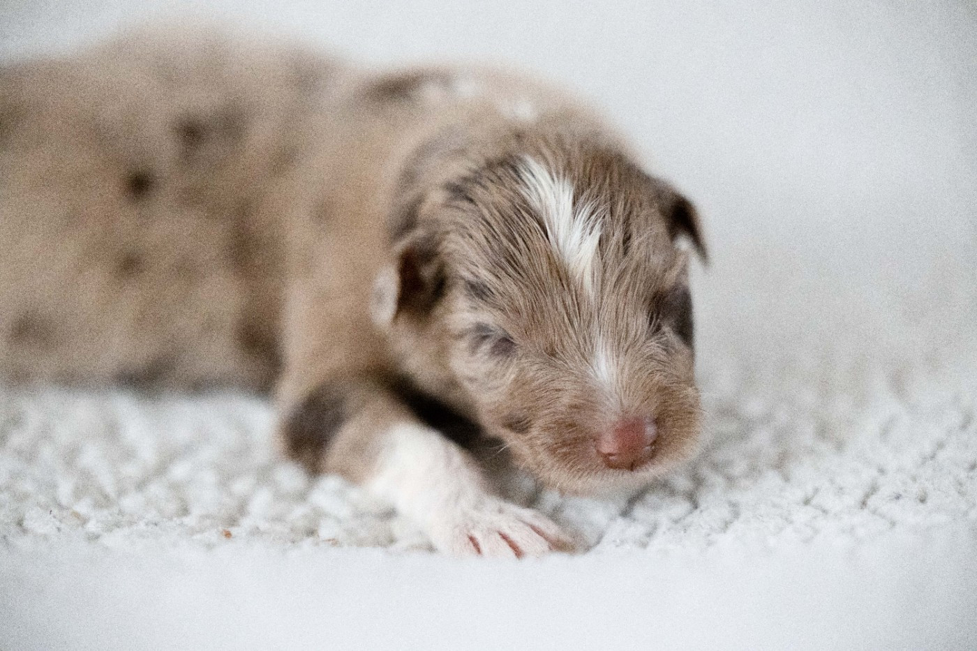 Of Salsa's Stars - Chiots disponibles - Berger Australien