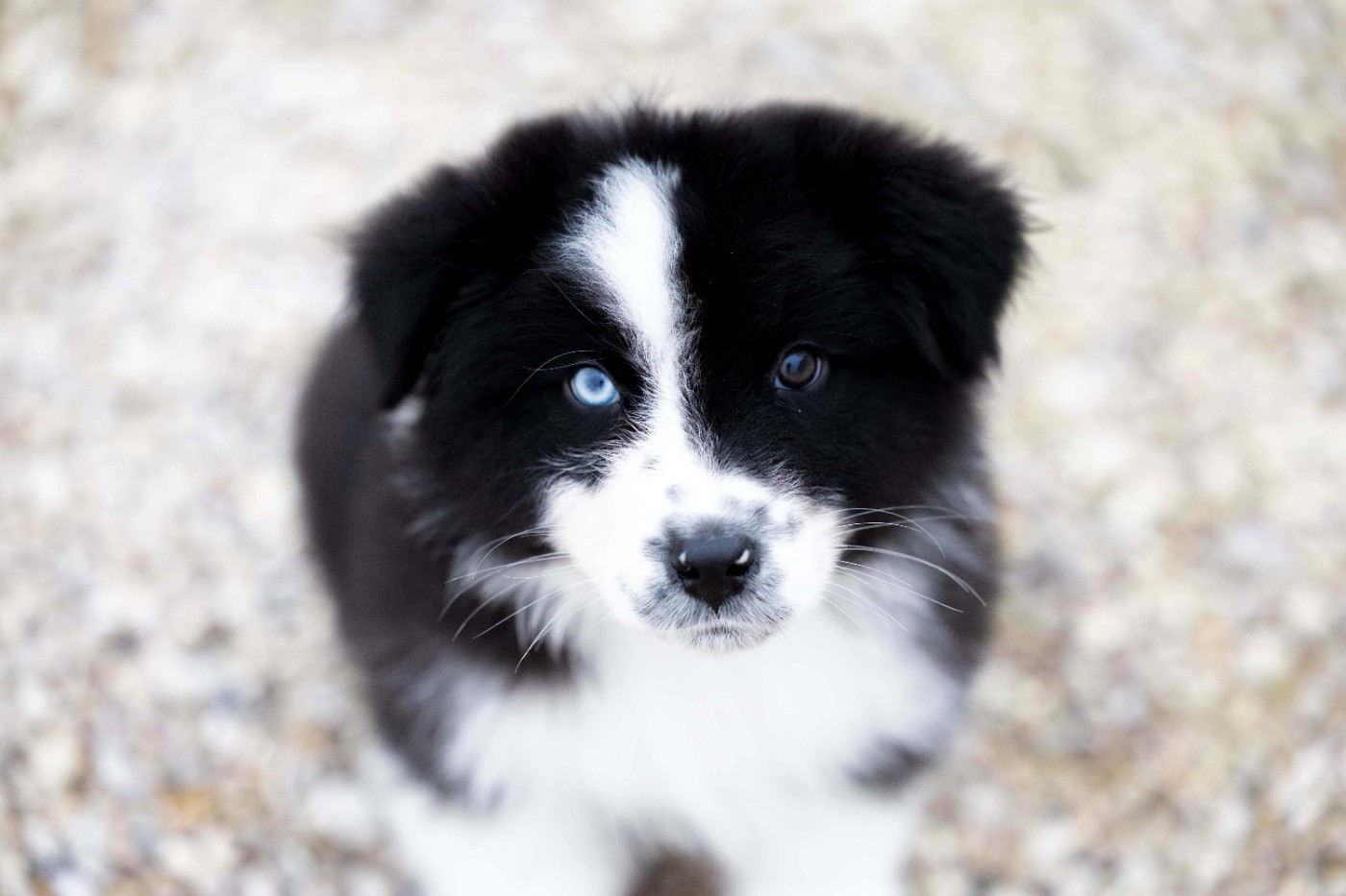 Of Salsa's Stars - Chiots disponibles - Berger Australien