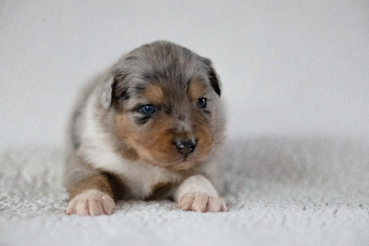 Of Salsa's Stars - Chiots disponibles - Berger Australien