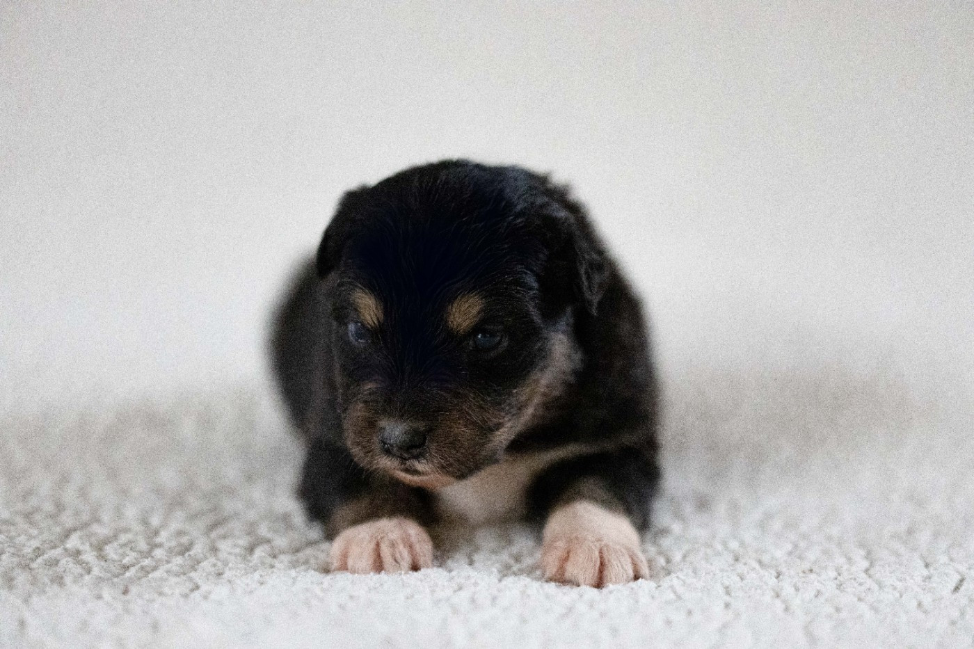 Of Salsa's Stars - Chiots disponibles - Berger Australien