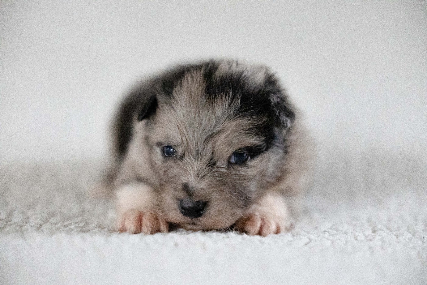 Of Salsa's Stars - Chiots disponibles - Berger Australien