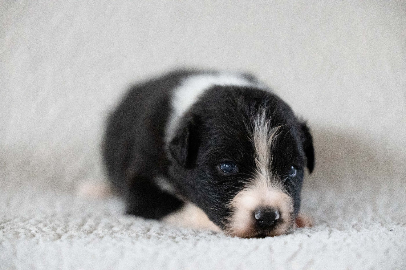 Of Salsa's Stars - Chiots disponibles - Berger Australien