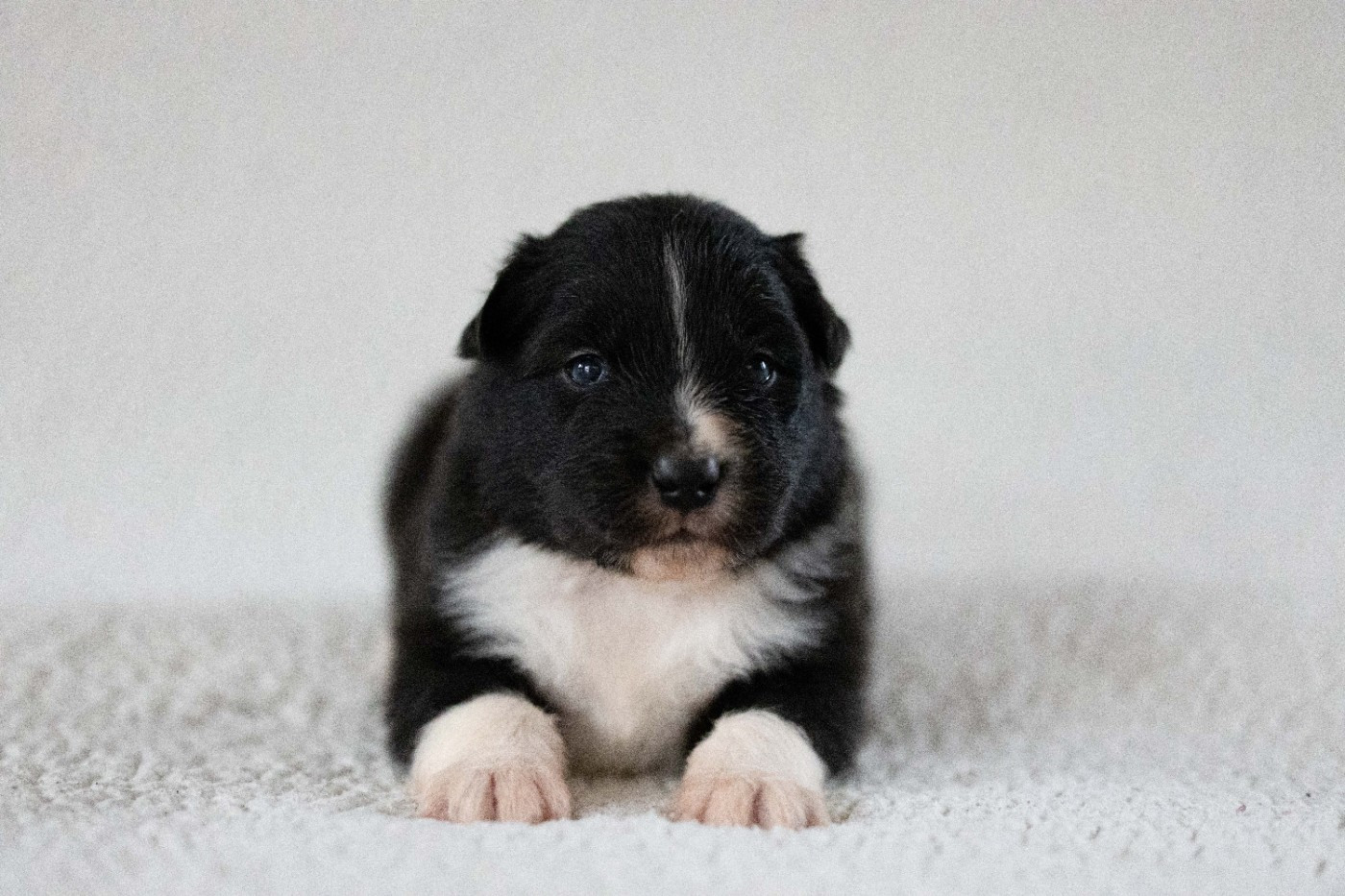 Of Salsa's Stars - Chiots disponibles - Berger Australien