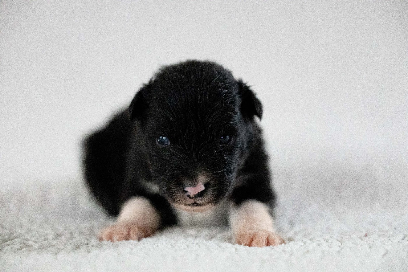 Of Salsa's Stars - Chiots disponibles - Berger Australien