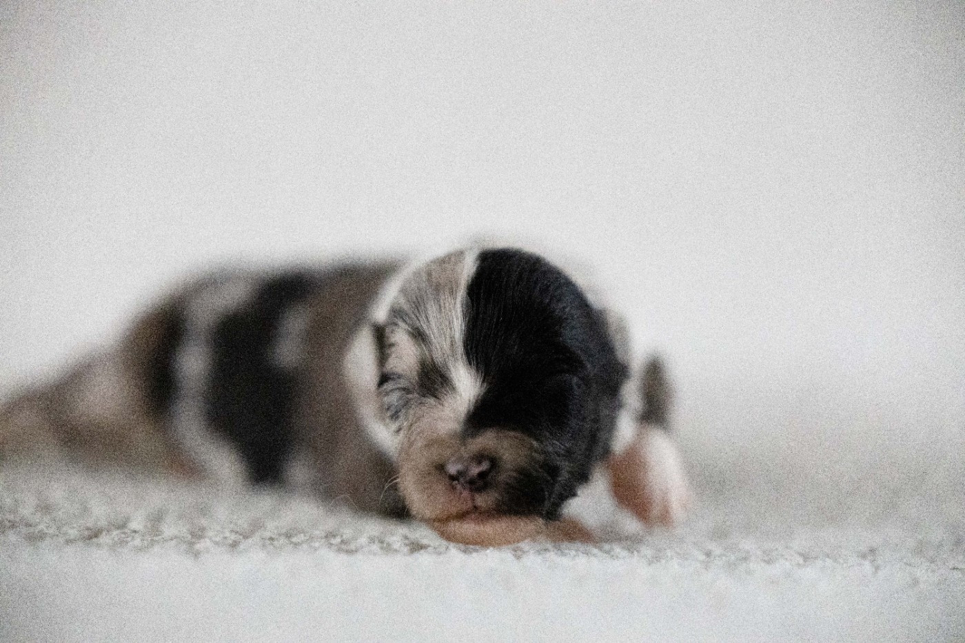 Of Salsa's Stars - Chiots disponibles - Berger Australien