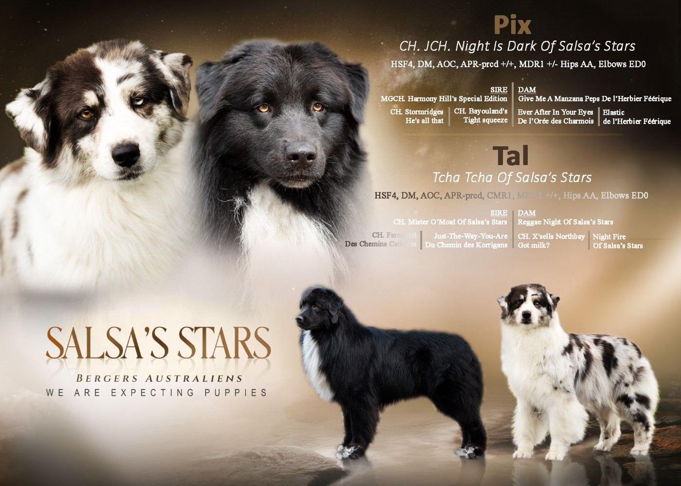 Chiot Berger Australien Of Salsa's Stars