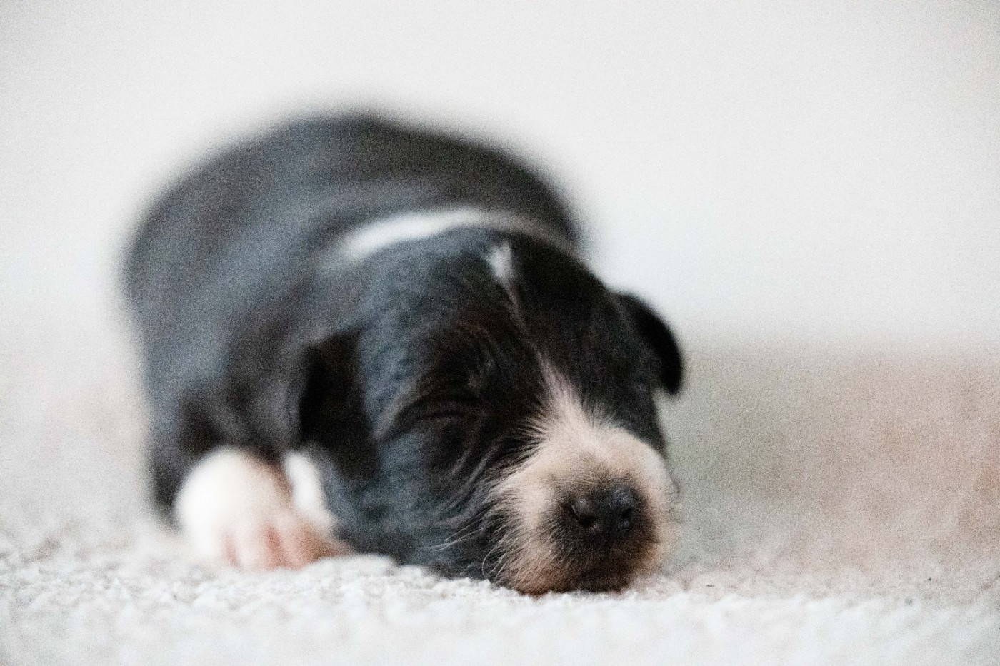 Of Salsa's Stars - Chiots disponibles - Berger Australien