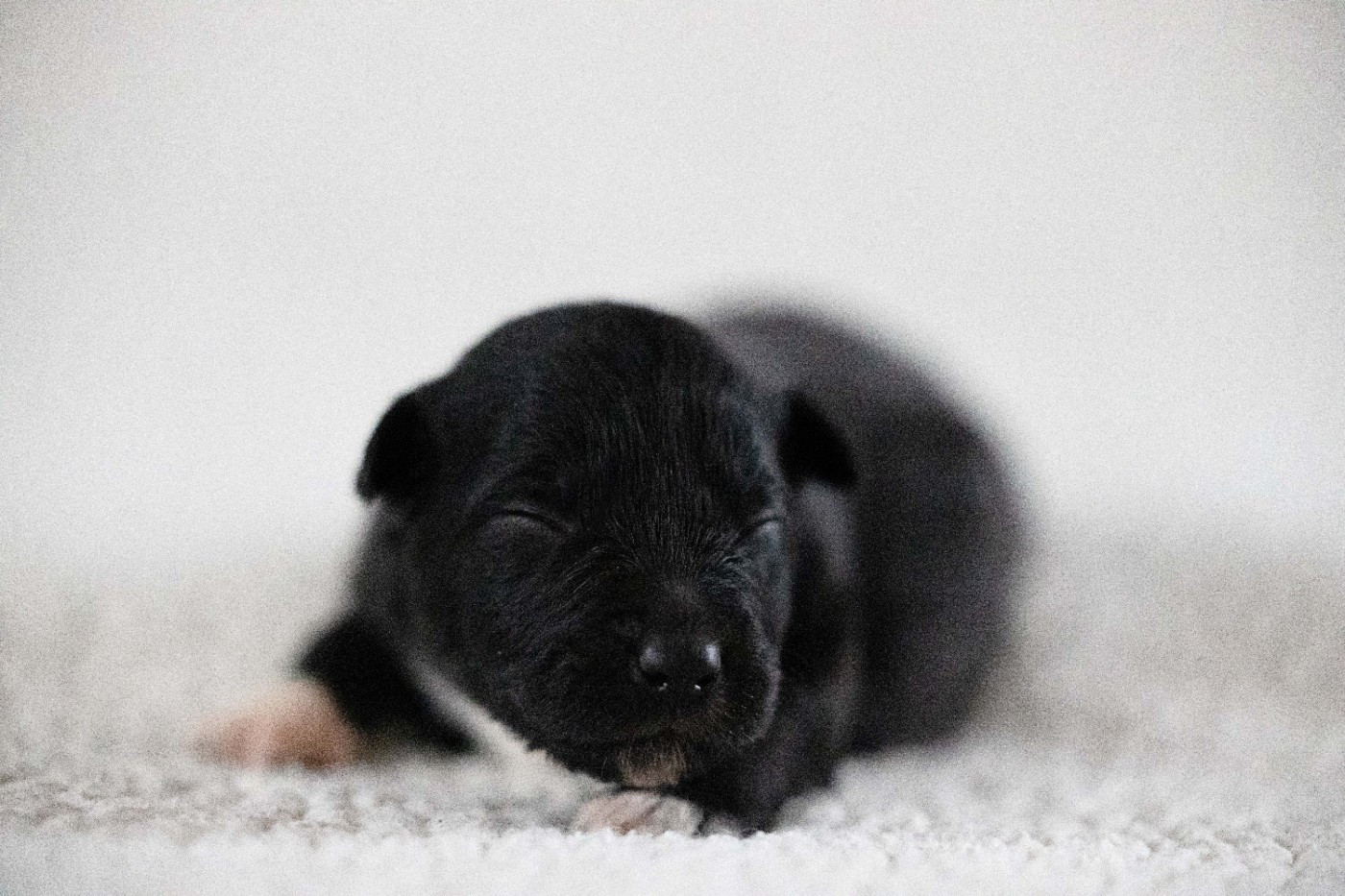 Of Salsa's Stars - Chiots disponibles - Berger Australien