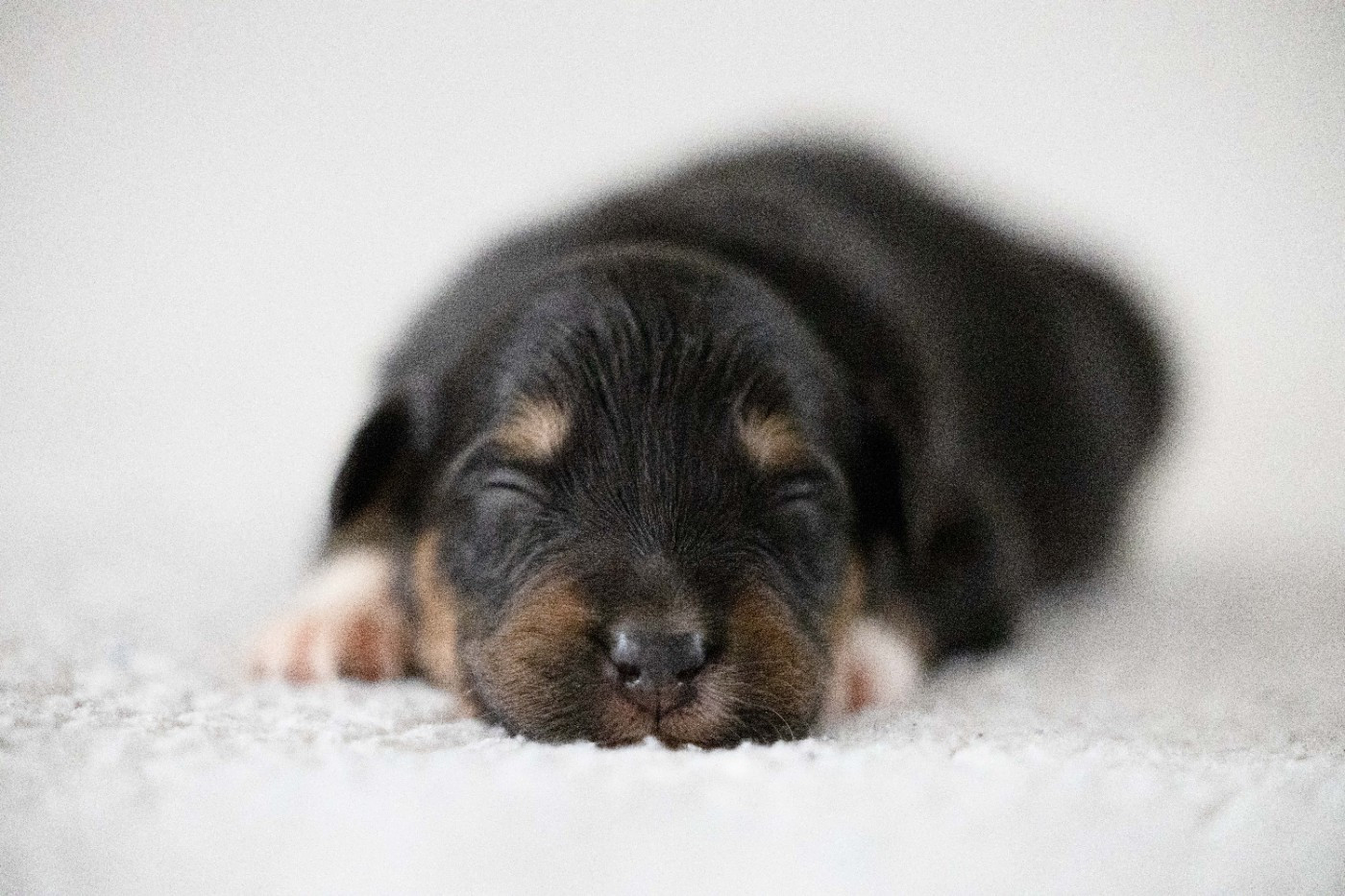 Of Salsa's Stars - Chiots disponibles - Berger Australien