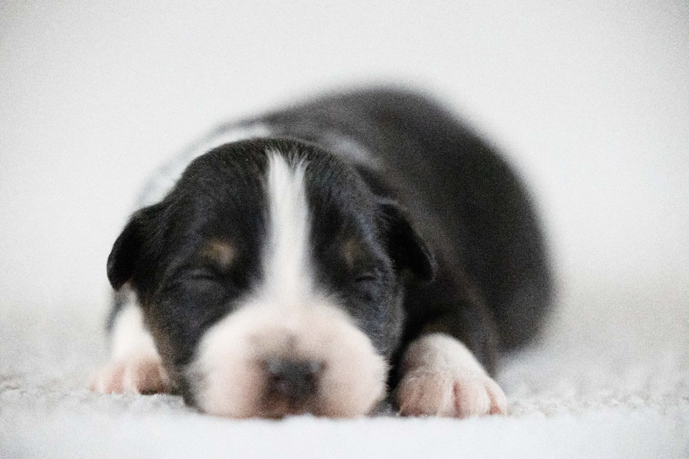 Of Salsa's Stars - Chiots disponibles - Berger Australien