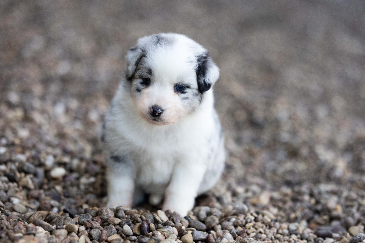 Of Salsa's Stars - Chiots disponibles - Berger Australien