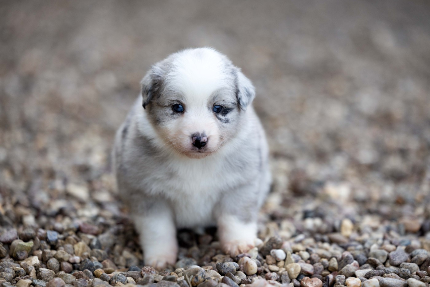 Of Salsa's Stars - Chiots disponibles - Berger Australien