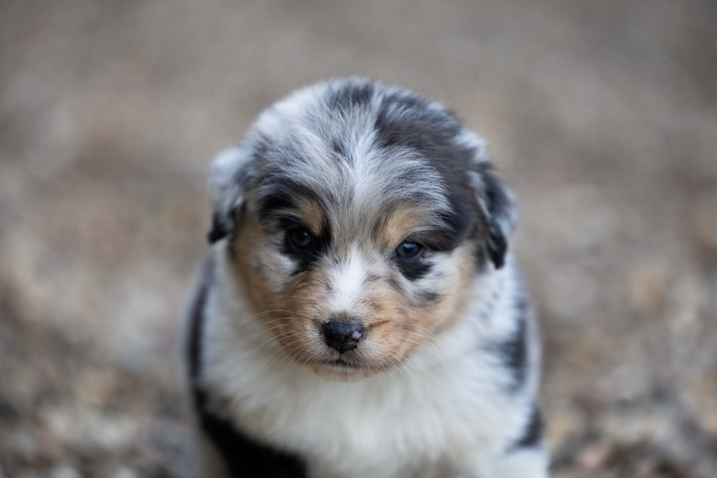 Of Salsa's Stars - Chiots disponibles - Berger Australien