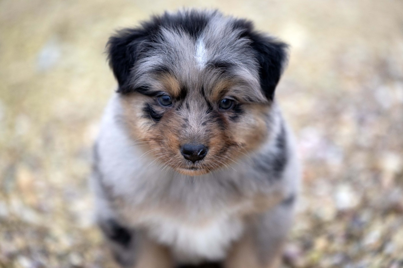 Of Salsa's Stars - Chiots disponibles - Berger Australien