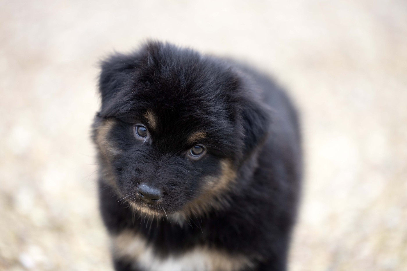 Of Salsa's Stars - Chiots disponibles - Berger Australien