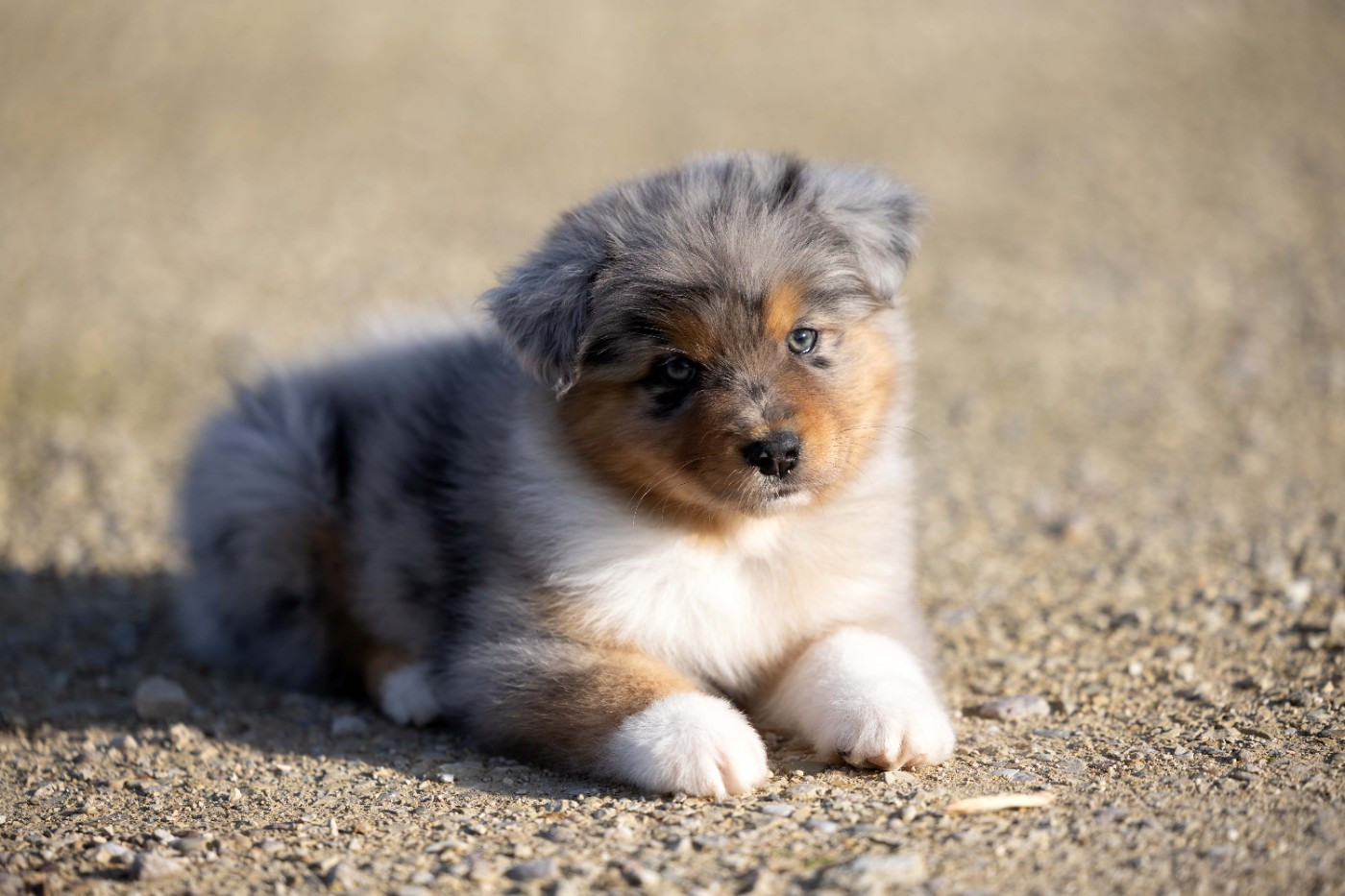 Of Salsa's Stars - Chiots disponibles - Berger Australien