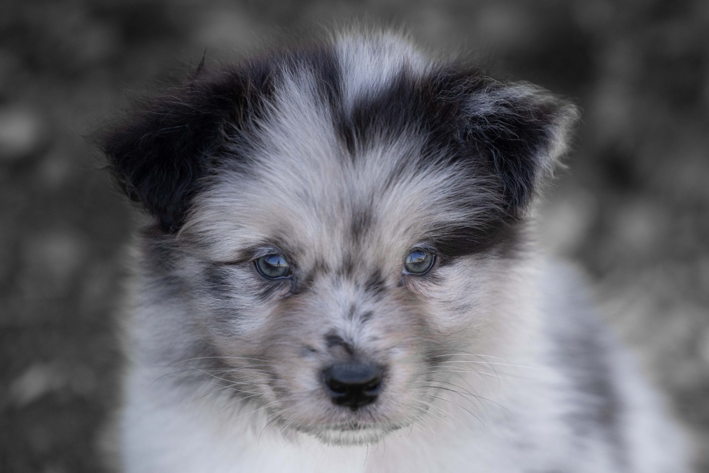 Of Salsa's Stars - Chiots disponibles - Berger Australien