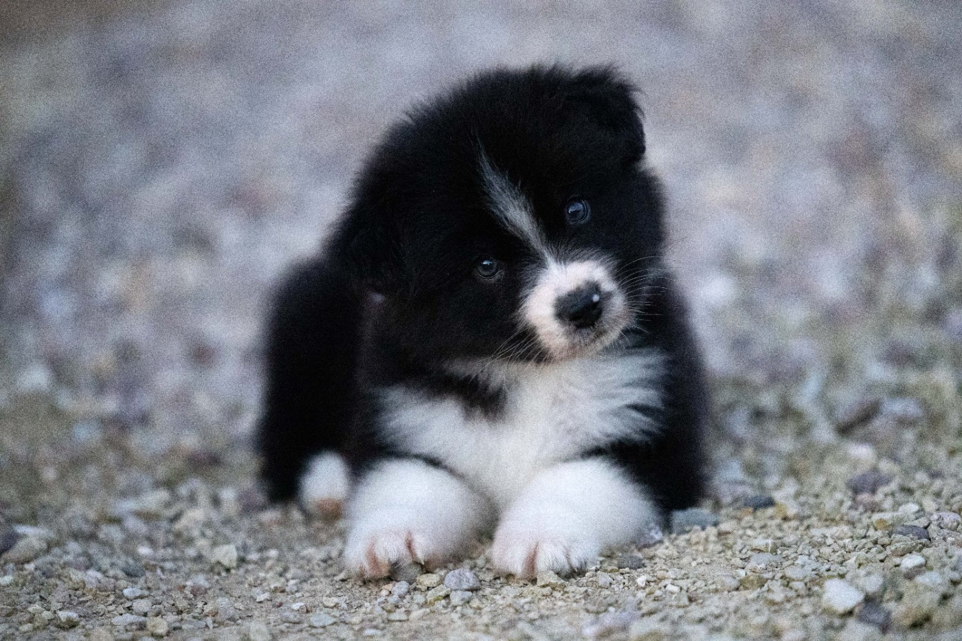 Of Salsa's Stars - Chiots disponibles - Berger Australien