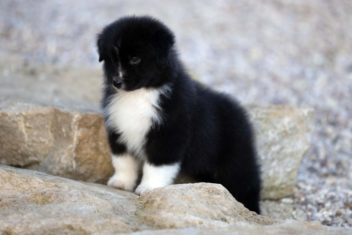 Of Salsa's Stars - Chiots disponibles - Berger Australien